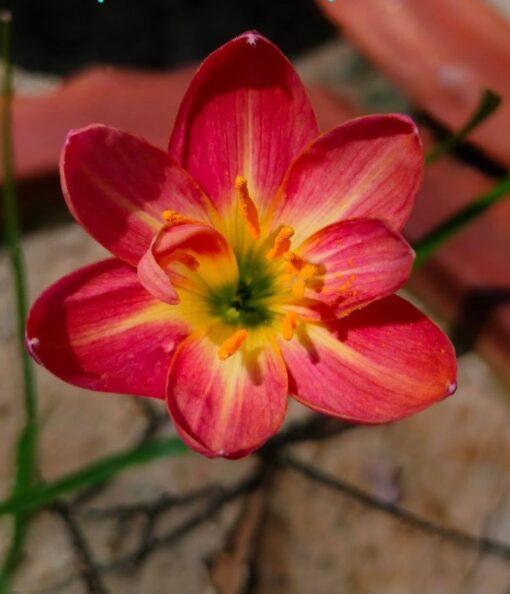 Rain Lily Ratee