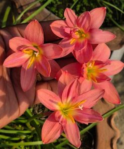 Rain Lily Rose Winter
