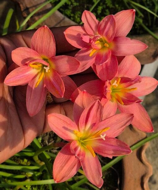 Rain Lily Rose Winter