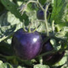 tomato indigo purple