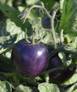 tomato indigo purple