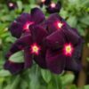 Vinca Maona Black