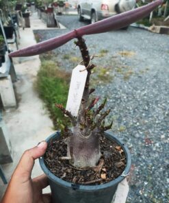 Adenium Black Diamond DLB