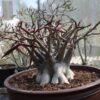 Adenium Black Panther