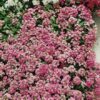 alyssum pink