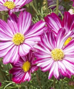 Cosmos Purple Picotee