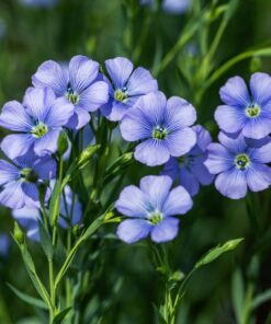 Ornamental Flax blue