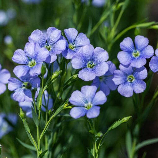 Ornamental Flax blue