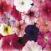 Petunia Celebrity Mix