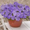Petunia Easy Wave Sky Blue