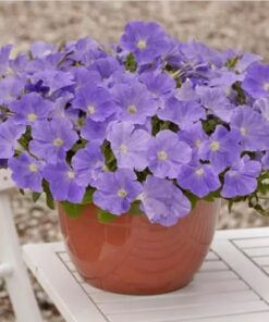 Petunia Easy Wave Sky Blue