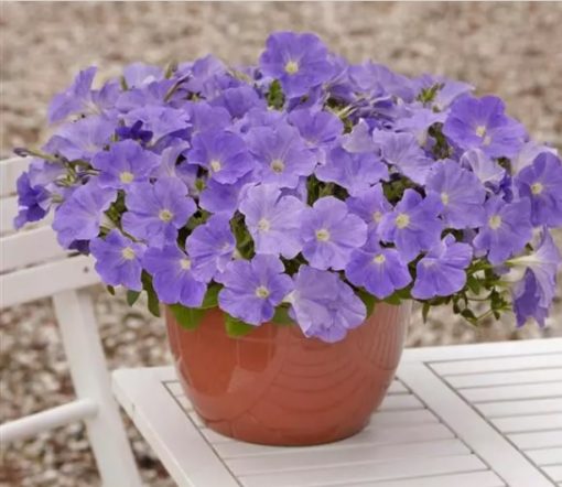 Petunia Easy Wave Sky Blue