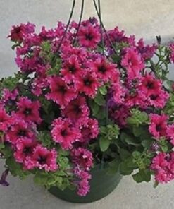 petunia espresso frappe