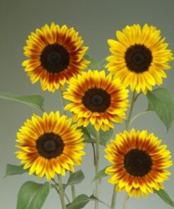Sunflower Ziggy