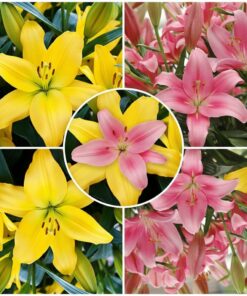 asiatic lily mix
