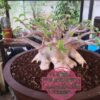 Adenium Rebecca