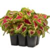 coleus wizard rose