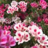Godetia Coastal Mix