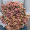 Limonium Statice Apricot