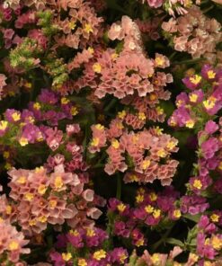 limonium apricot