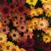 Osteospermum Akila Sunset Shades