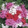 Geranium Ivy Tornado