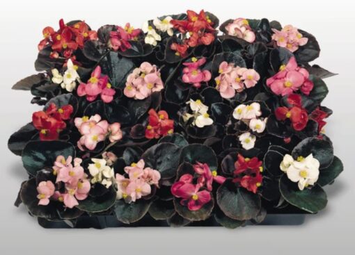 Begonia Semperflorens