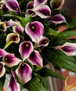 Calla Lily Purple Beat
