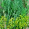 Dill Seeds