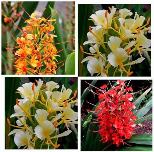 Ginger lily Mix