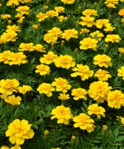 French Marigold Durango Yellow