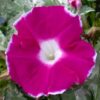 Morning Glory Pink Picotee