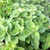 Oregano Seeds