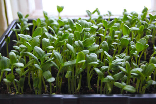 palak microgreen