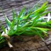 tarragon herb