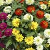 Zinnia Zydeco