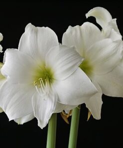 amaryllis matterhorn