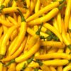 Chilli Yellow