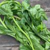 Malabar Spinach