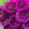 zinnia benery Giant purple