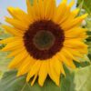 sunflower sudarshan