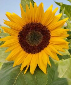 sunflower sudarshan