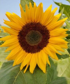 Sunflower Sudarshan