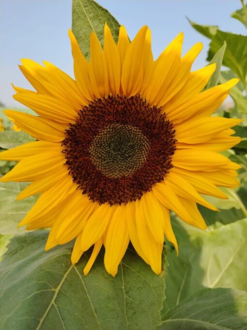 Sunflower Sudarshan