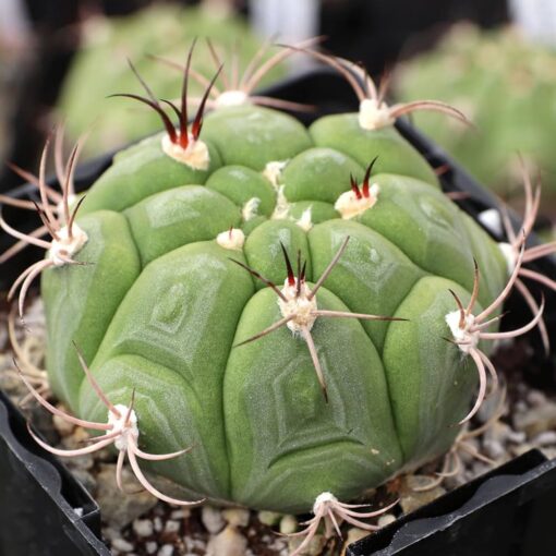 Gymnocalycium Saglionis