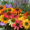 Echinacea Cheyenne Spirit