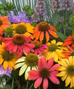 Echinacea Cheyenne Spirit