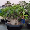 Adenium Chada patch Black