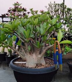 Adenium Chada patch Black