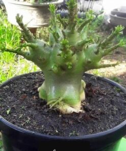 Adenium emerald Big Arm
